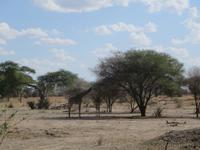Giraffen im Tarangire Nationalpark