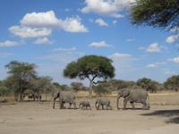 ebenso ist Tarangire berühmt für seine Elefantenherden