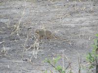 Zebramanguste im Tarangire Nationalpark