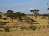 Elefanten im Tarangire Nationalpark