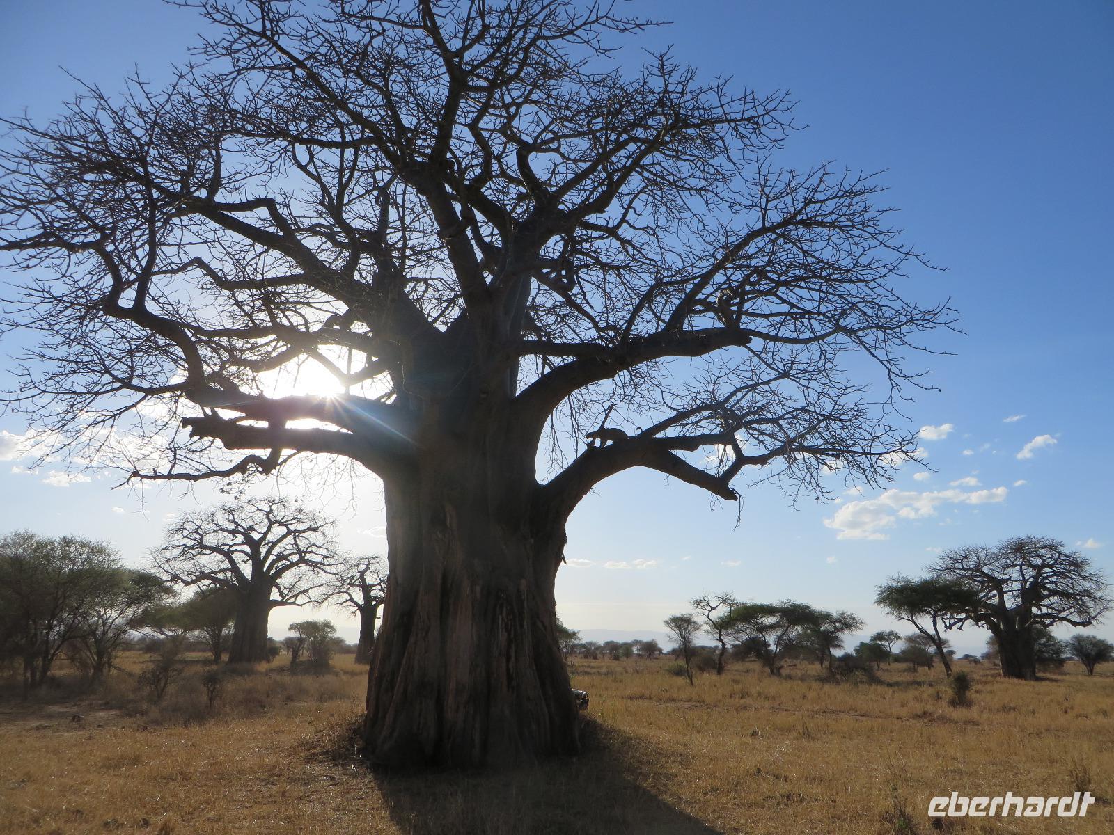 Leopard mit frischem Impala-Kill im Baobab, Tarangire Nationalpark