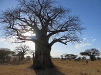 Leopard mit frischem Impala-Kill im Baobab, Tarangire Nationalpark