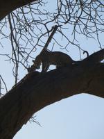 Leopard mit frischem Impala-Kill im Baobab, Tarangire Nationalpark