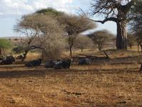 Weißbartgnus in der Nachmittagssonne, Tarangire Nationalpark