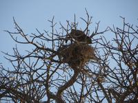 Geier auf dem Horst beim Füttern der Küken