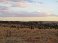 Elefanten in der Abendsonne, Tarangire Nationalpark