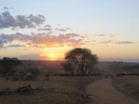 Kaffernbüffelherde im Sonnenuntergang, Tarangire Nationalpark