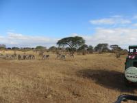 Zebraherde im Tarangire Nationalpark