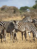 Zebras im Tarangire Nationalpark