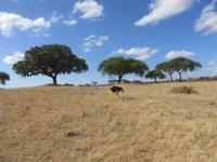 männlicher Strauß, Tarangire Nationalpark