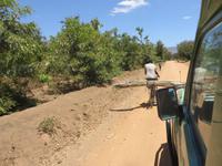 Zuckerrohrtransport auf dem Fahrrad