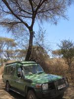 Mittagspause. Fenster der Jeeps mussten unbedingt zu, die Meerkatzen waren zu neugierig