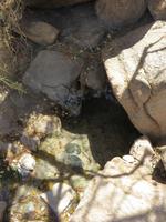 heiße Quelle im Manyara Nationalpark