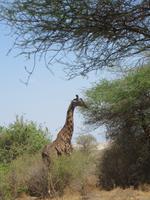 Giraffe im Manyara Nationalpark
