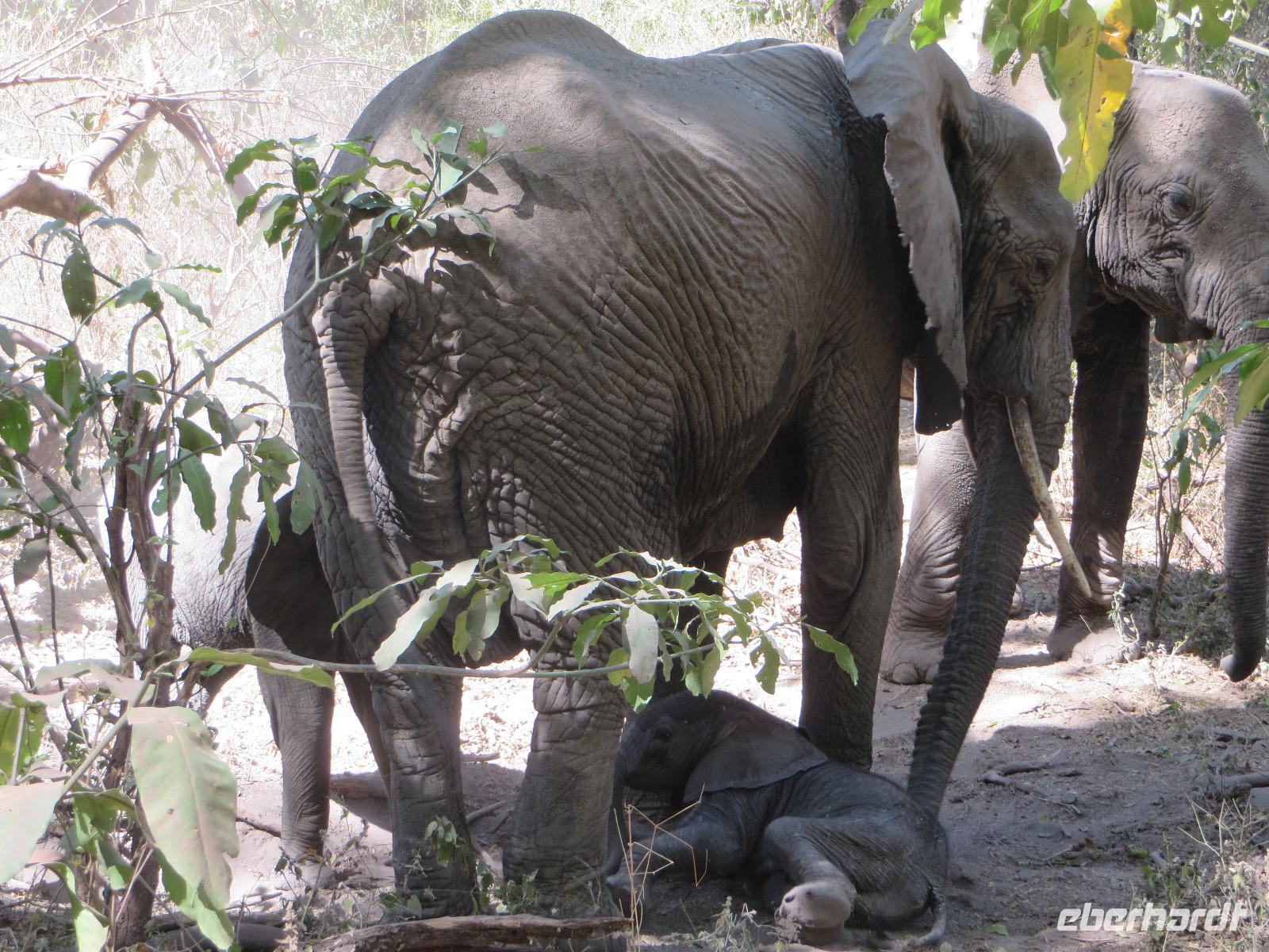 wenige Tage altes Elefantenbaby im Manyara Nationalpark