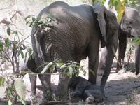 wenige Tage altes Elefantenbaby im Manyara Nationalpark
