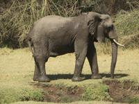 frisch gebadeter Elefant, Manyara Nationalpark