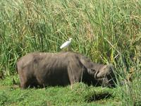 Kaffernbüffel und Kuhreiher, Manyara Nationalpark