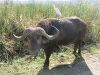 Kaffernbüffel und Kuhreiher, Manyara Nationalpark