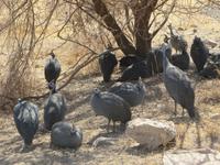 Perlhühner, Ngorogoro Krater