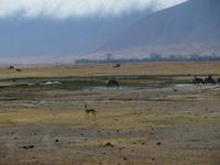 Thomsongazelle und Zebras, Ngorogoro Krater