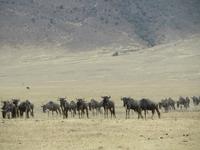 Gnuherde auf dem Weg zum Wasserloch, Ngorogoro Krater
