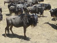 Gnuherde auf dem Weg zum Wasserloch, Ngorogoro Krater