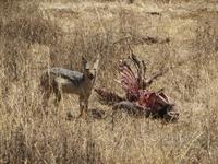 Schabrackenschakal am Riss eines Kafferbüffels, Ngorogoro Krater
