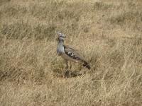 Riesentrappe, Ngorogoro Krater