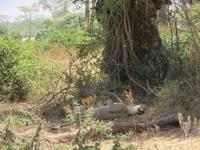 schlafende Löwin, Ngorogoro Krater