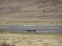 Flusspferd am Wasserloch, Ngorogoro Krater