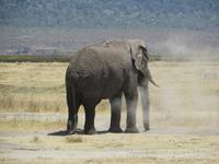 Elefantenbulle nimmt ein Staubbad, Ngorogoro Krater