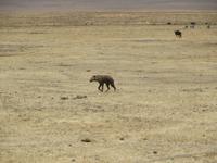 Tüpfelhyäne, Ngorogoro Krater