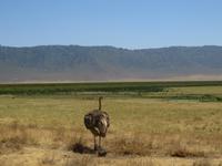 weiblicher Strauß, Ngorogoro Krater