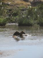 Tüpfelhyänen fressen am Karkass eines Flusspferdes, Ngorogoro Krater