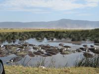 Flusspferde im Hippo Pool und Kuhreiher, Ngorogoro Krater