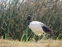 Heiliger Ibis, Ngorogoro Krater