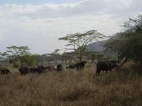 Kaffernbüffel in der Serengeti