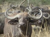 Kaffernbüffel in der Serengeti