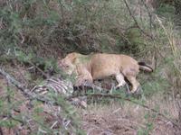 junger Löwe schläft auf seinem Zebra-Kill