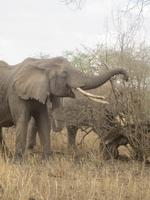 Elefanten in der Serengeti