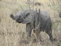 Elefantenbaby in der Serengeti