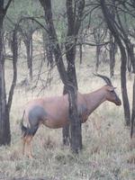 Leierantilope in der Serengeti