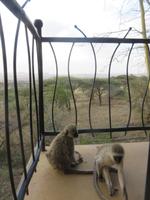 Grüne Meerkatzen auf dem Balkon der Lodge, Serengeti