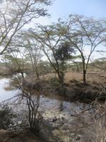 Hippopool in der Serengeti