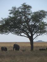 Elefanten in der Serengeti