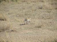 Serval in der Serengeti