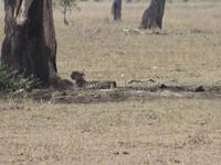 Gepard nach der Jagd