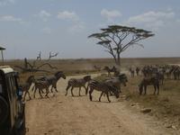 afrikanische Straßensperren