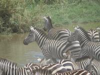 Zebras am Wasserloch, Serengeti